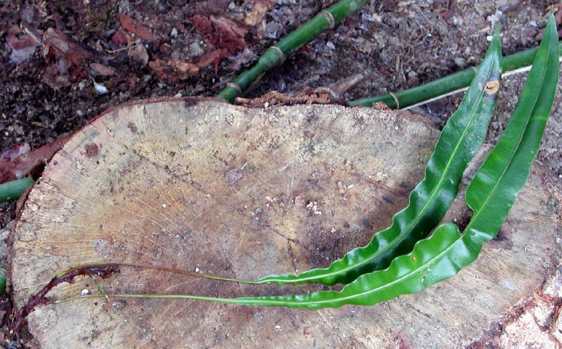 Dryopteridaceae Elaphoglossum biolleyi