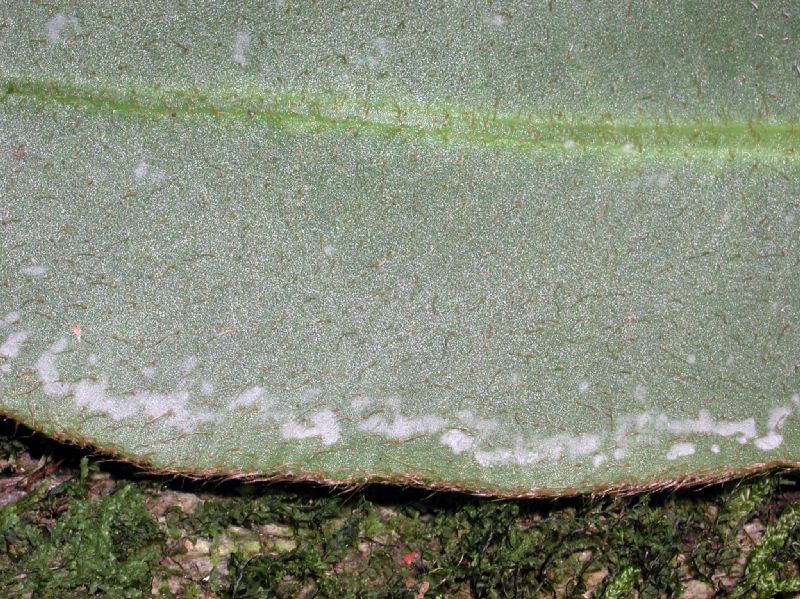 Dryopteridaceae Elaphoglossum boragineum