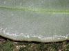 image of Elaphoglossum boragineum