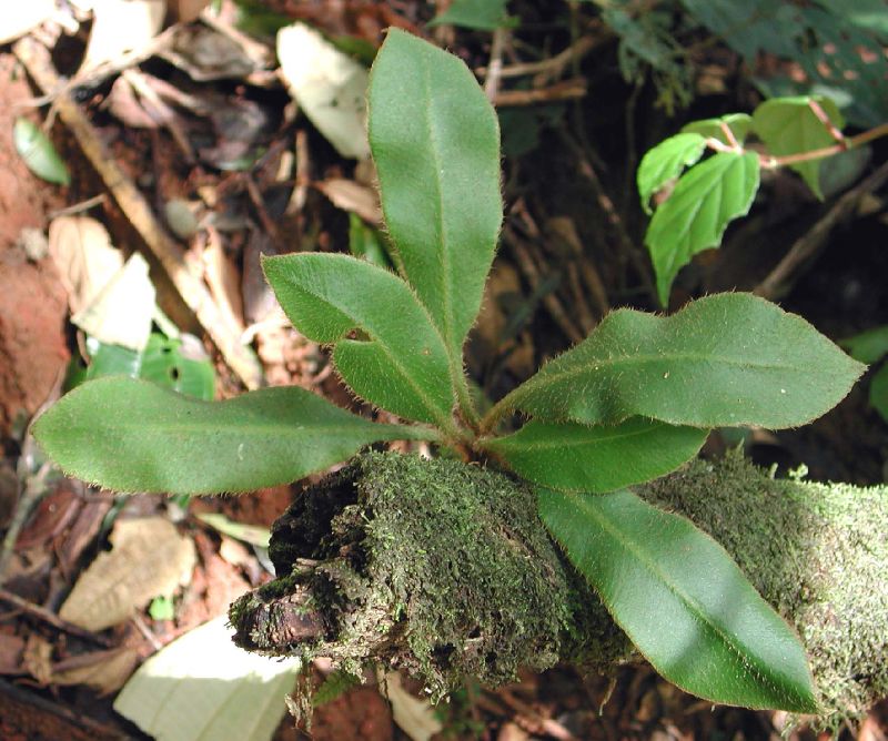 Dryopteridaceae Elaphoglossum boragineum
