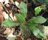 image of Elaphoglossum boragineum