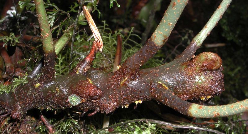 Dryopteridaceae Elaphoglossum castaneum