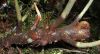 image of Elaphoglossum castaneum