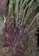 image of Elaphoglossum ciliatum