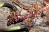 image of Elaphoglossum cismense