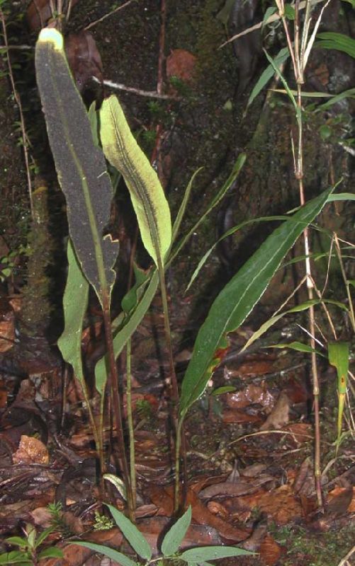 Dryopteridaceae Elaphoglossum conspersum