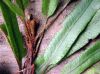 image of Elaphoglossum davidsei