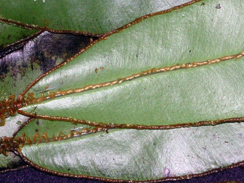 Dryopteridaceae Elaphoglossum decoratum