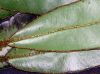 image of Elaphoglossum decoratum