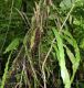 image of Elaphoglossum decursivum