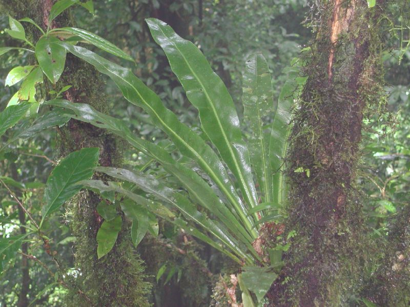 Dryopteridaceae Elaphoglossum doanense