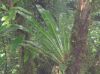 image of Elaphoglossum doanense