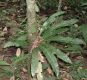 image of Elaphoglossum doanense