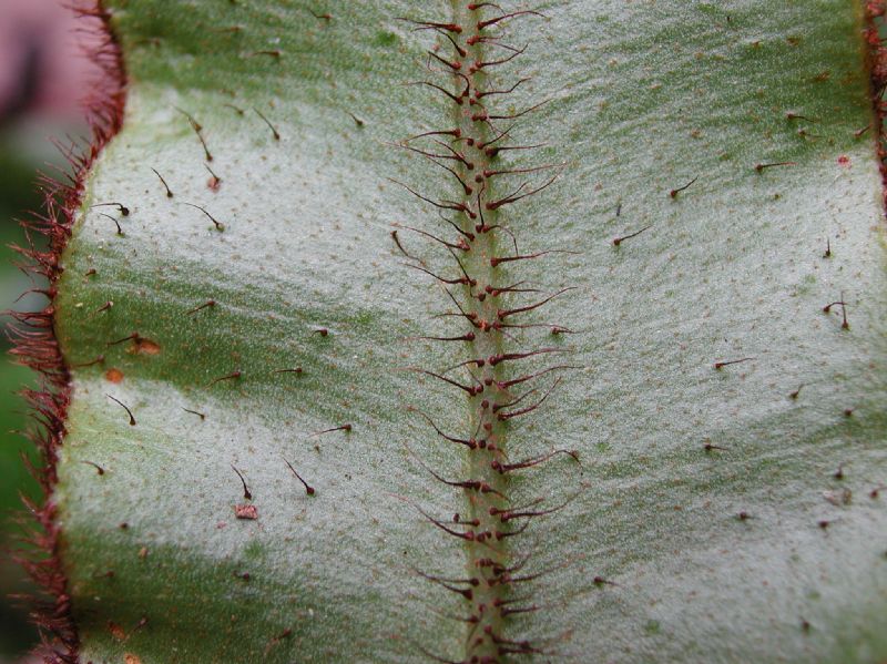 Dryopteridaceae Elaphoglossum erinaceum