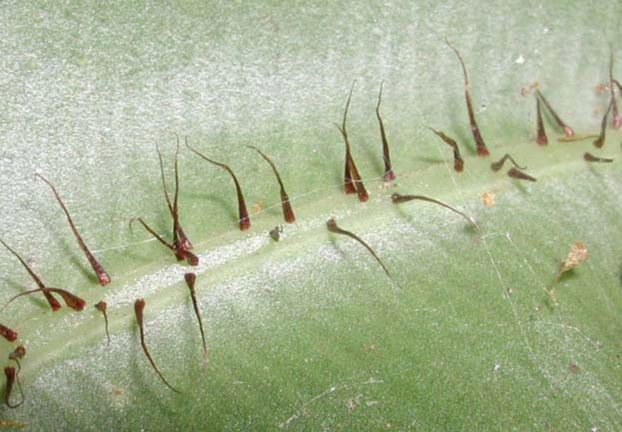 Dryopteridaceae Elaphoglossum cotoi