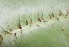 image of Elaphoglossum cotoi