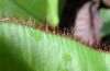 image of Elaphoglossum cotoi