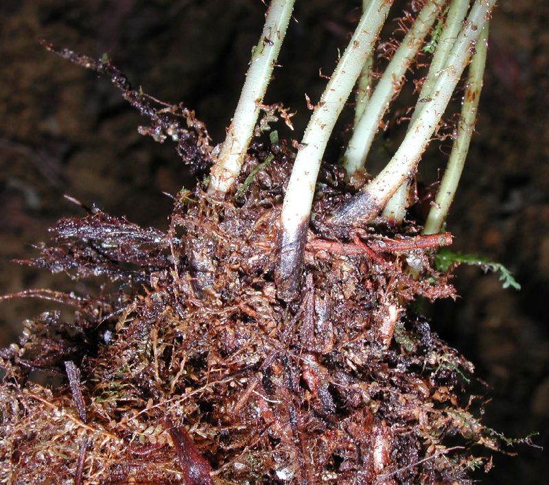 Dryopteridaceae Elaphoglossum cotoi