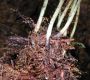 image of Elaphoglossum cotoi