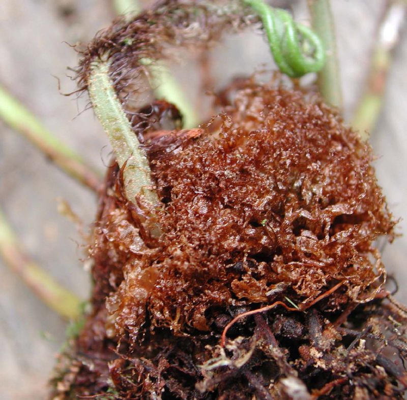 Dryopteridaceae Elaphoglossum erinaceum