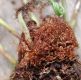 image of Elaphoglossum erinaceum