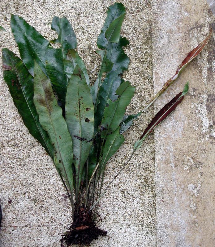 Dryopteridaceae Elaphoglossum latifolium