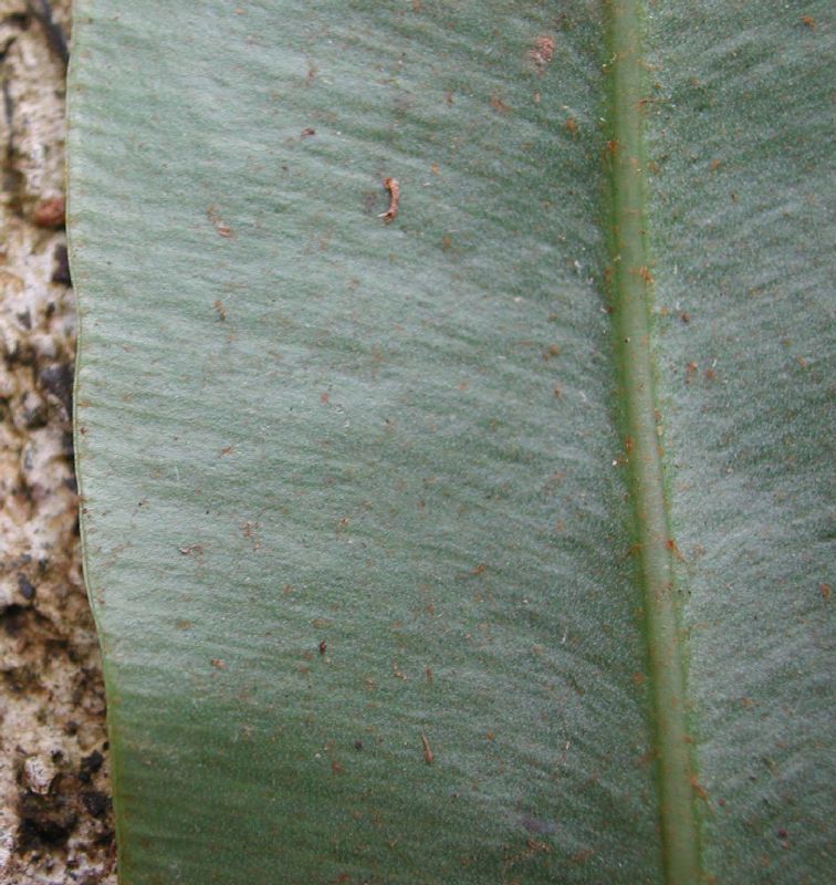 Dryopteridaceae Elaphoglossum latifolium