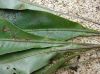 image of Elaphoglossum latifolium