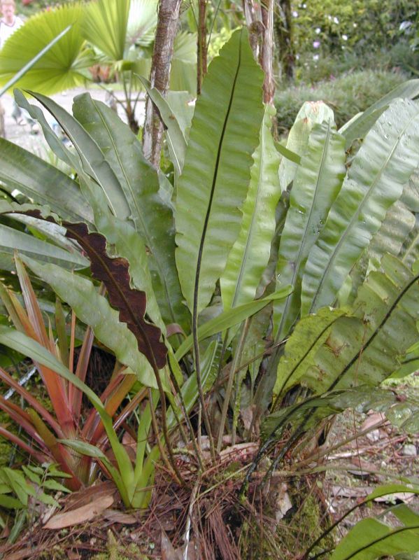 Dryopteridaceae Elaphoglossum latifolium