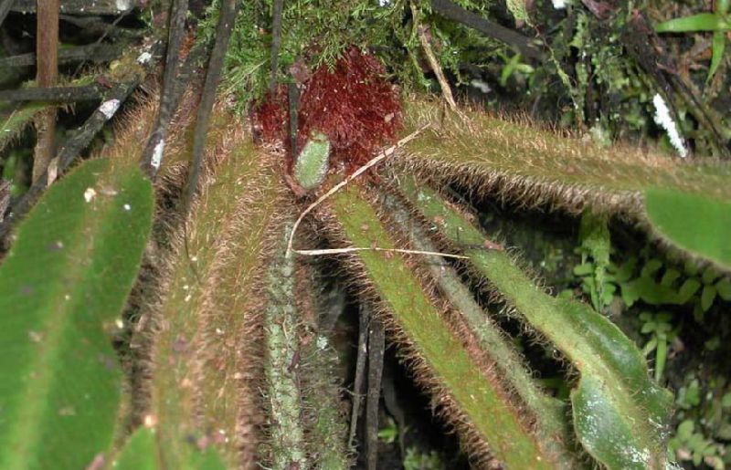 Dryopteridaceae Elaphoglossum auripilum