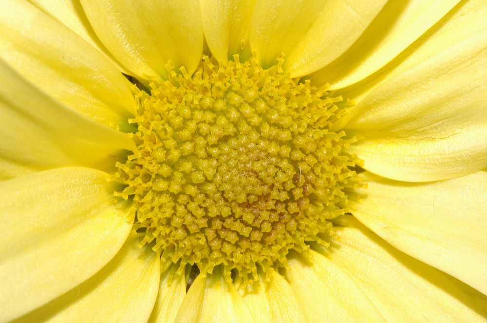 Asteraceae Chrysanthemum 