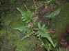 image of Asplenium abcissum