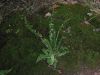 image of Asplenium platyneuron
