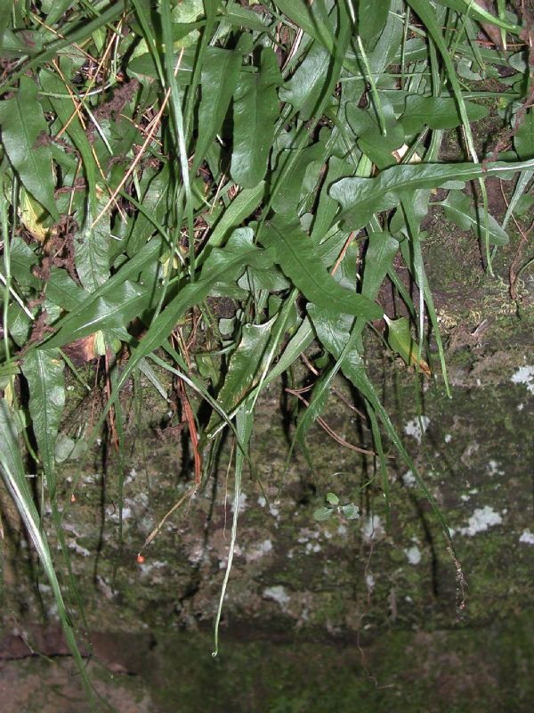 Aspleniaceae Asplenium rhizophyllum