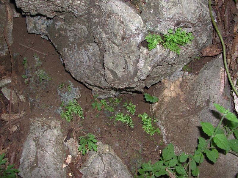 Aspleniaceae Asplenium tenerrimum