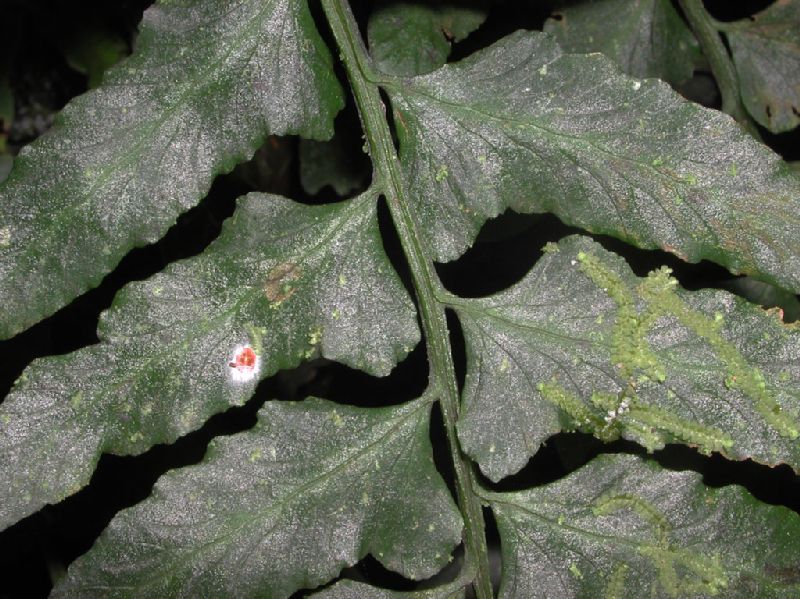 Aspleniaceae Hymenasplenium volubile