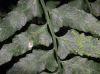 image of Hymenasplenium volubile