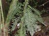 image of Hymenasplenium volubile