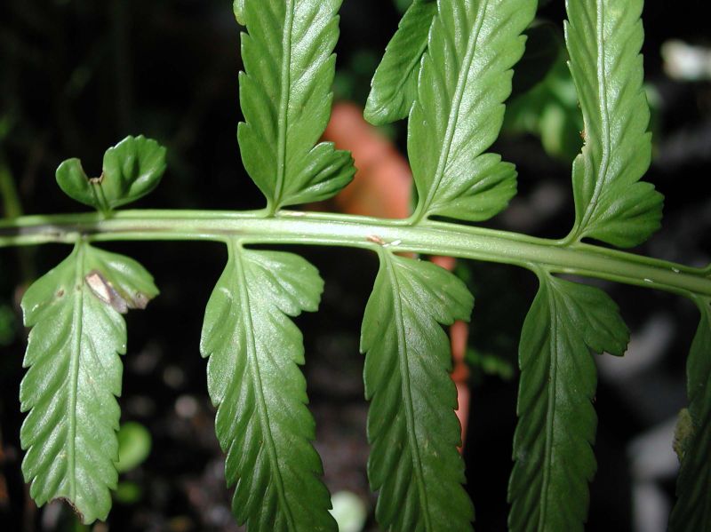 Aspleniaceae Asplenium auritum