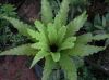 image of Asplenium nidus