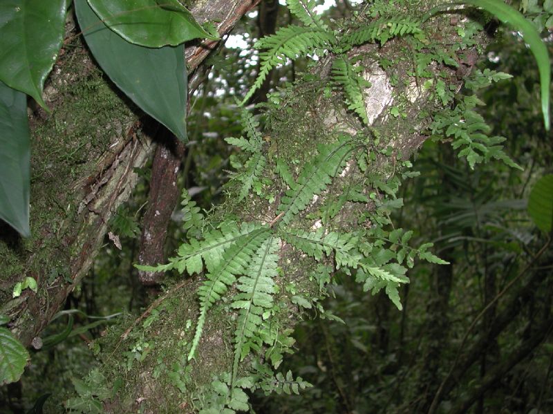 Aspleniaceae Asplenium pteropus