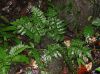 image of Hymenasplenium riparium