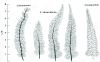 image of Asplenium shawneense