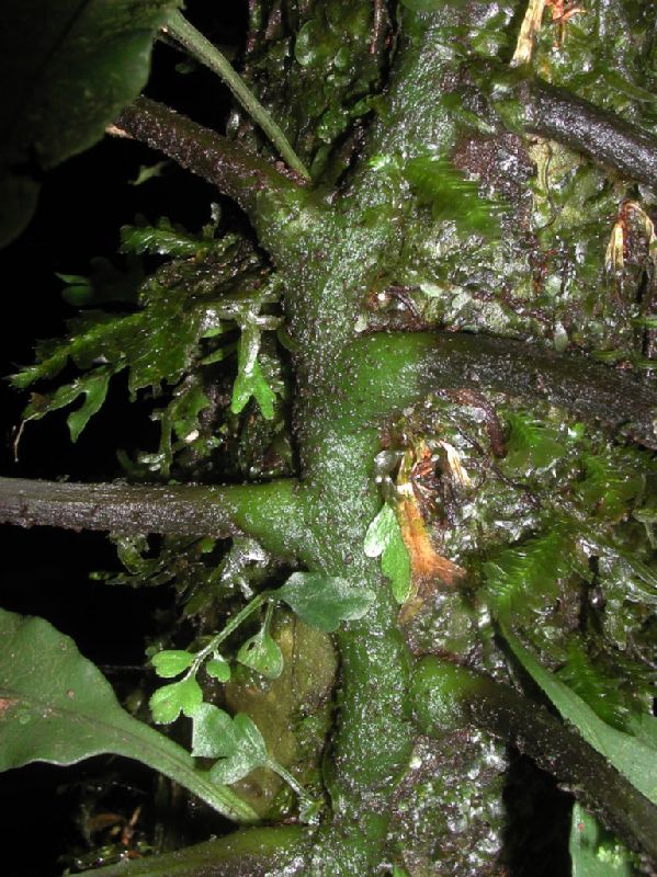 Aspleniaceae Hymenasplenium volubile