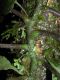 image of Hymenasplenium volubile