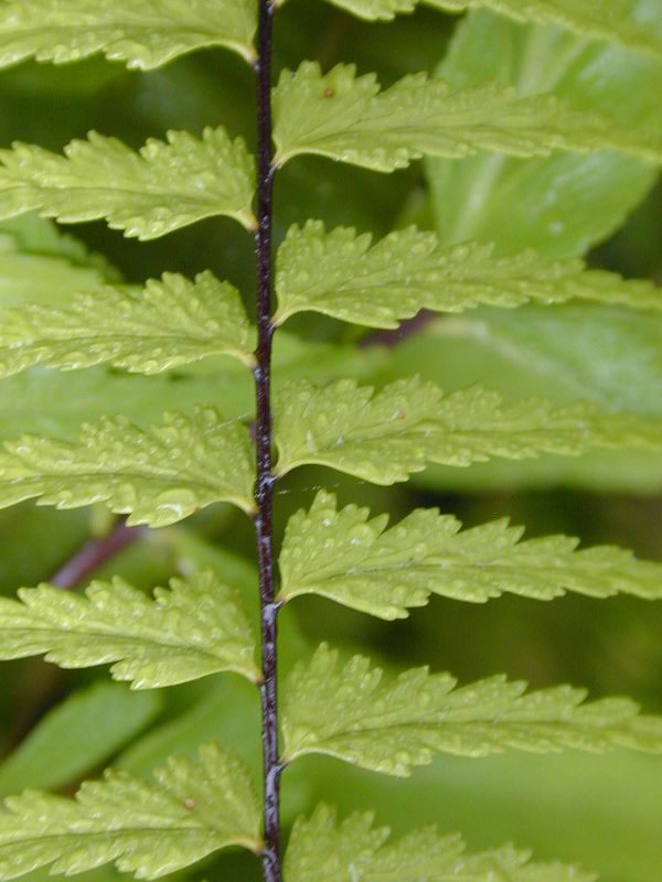 Aspleniaceae Asplenium cotobrusense