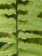 image of Asplenium cotobrusense