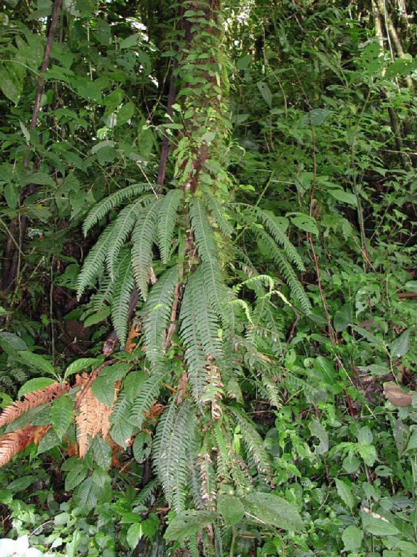 Blechnaceae Lomaridium fragile