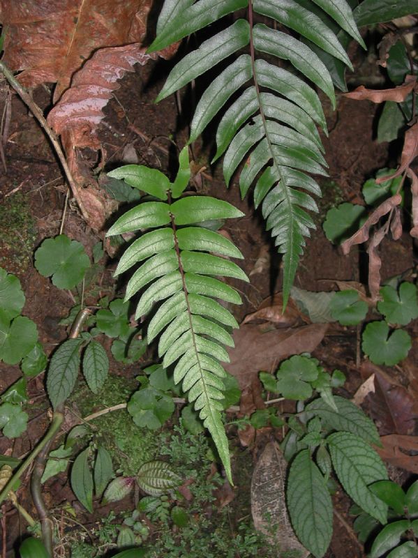 Blechnaceae Blechnum occidentale
