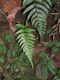 image of Blechnum occidentale
